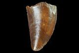 Serrated, Raptor Tooth - Real Dinosaur Tooth #98479-1